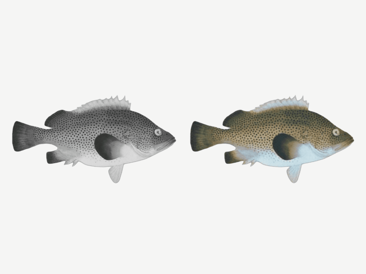 Preview of Gray Scales